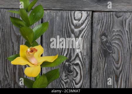 Cymbidium Orchideenblume. Vor dem Hintergrund von bemalten Kiefernholzplatten. Stockfoto