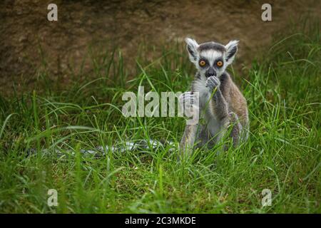 Junger Ringschwanz-Lemur mit langem schwarzen und weißen Schwanz und leuchtend orangefarbenen Augen sitzen auf grünem Gras Fütterung sich lustig. Stockfoto