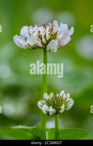 Blühendes Kleeblatt auf einem Feld mit Regentropfen. Stockfoto