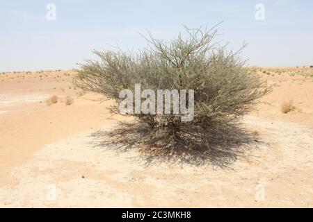Regenschirm Thorn Acacia (Acacia tortilis) wächst in trockenen Sanddünen der Wüste. Die immergrüne einheimische Pflanze wird von Kamelen, Ziegen und Wildtieren durchzogen. Stockfoto