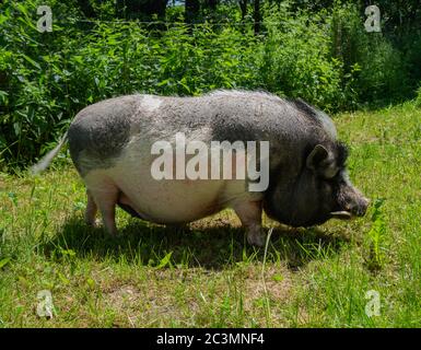 Ein Schwein mit Topfbauchigen auf einem Bauernhof auf der Wiese Stockfoto