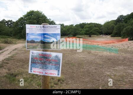 Erhaltungsmaßnahmen für Barnes Common, um die Zerstörung von Tieflandsauergrasland zu stoppen, London, Großbritannien Stockfoto