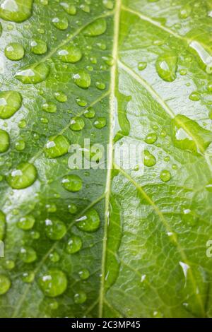 Nahaufnahme von Wassertropfen auf ledrigen grünen Blättern einer Fatsia Japonica oder Paperplant Stockfoto