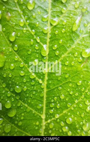 Nahaufnahme von Wassertropfen auf ledrigen grünen Blättern einer Fatsia Japonica oder Paperplant Stockfoto
