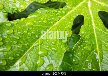 Nahaufnahme von Wassertropfen auf ledrigen grünen Blättern einer Fatsia Japonica oder Paperplant Stockfoto