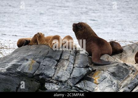 Eine Seelöwenfamilie, die auf einem Felsen am Beagle-Kanal in Ushuaia, Argentinien, steht Stockfoto