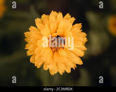 High-Angle-Aufnahme einer Honigbiene auf einem gelben Topf Ringelblume in einem Feld unter dem Sonnenlicht Stockfoto