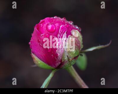 Helle Pfingstrose blühen vor dunklem Hintergrund mit Regentropfen nach einem Regenschauer Stockfoto