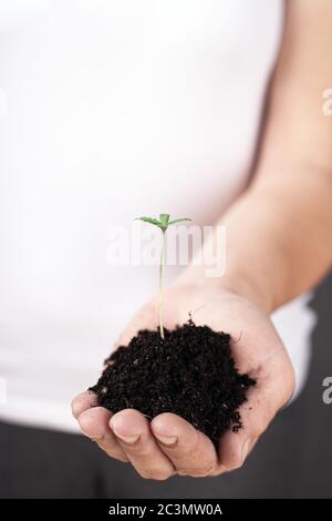 Junge Cannabispflanze in einer weiblichen Hand, medizinisches Marihuana. Stockfoto