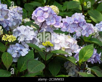 Juli Mophead Blüten des winterharten Strauch, Hydrangea macrophylla ssp. Serrata 'Preziosa' Stockfoto