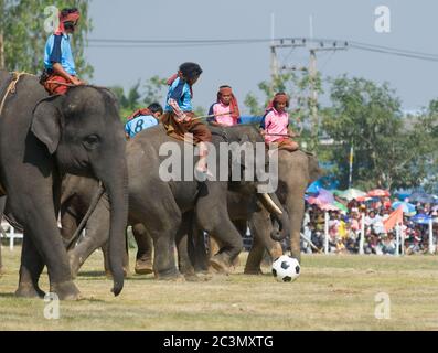 SURIN - NOVEMBER 21: Elefanten spielen Fußball während der jährlichen Elephant Roundup am 21. November 2010 in Surin, Thailand. Stockfoto