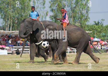 SURIN - NOVEMBER 21: Elefanten spielen Fußball während der jährlichen Elephant Roundup am 21. November 2010 in Surin, Thailand. Stockfoto