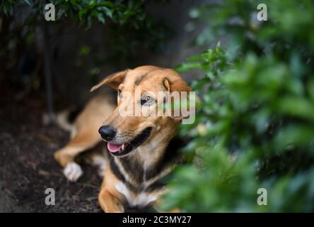 Ein brauner und schwarzer Hund, der an einem sonnigen heißen Tag unter dem grünen Busch ruht. Stockfoto