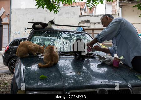 Belgrad, Serbien, 18. Jun 2020: Mann füttert streunende Katzen auf einer Autohaube Stockfoto