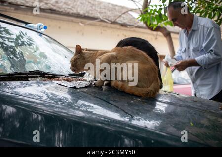 Belgrad, Serbien, 18. Jun 2020: Mann füttert streunende Katzen auf einer Autohaube Stockfoto