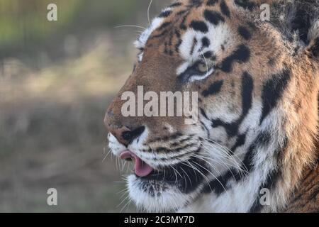 Ein schönes Bild von einem Gesicht eines Tigers auf einer Zoofarm in Bristol, Großbritannien Stockfoto