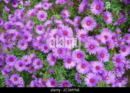 Lila Blüten. Es gibt viele Arten und Sorten von Astern. Stockfoto