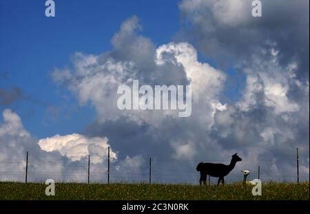 Kaufbeuren, Deutschland. Juni 2020. Lamas grasen auf einer Blumenwiese vor einem teilweise mit Wolken bedeckten Himmel. Quelle: Karl-Josef Hildenbrand/dpa/Alamy Live News Stockfoto