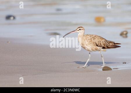 Nahaufnahme eines jungen Vogels mit seinem langen, schlanken Schnabel, der am Ufer läuft Stockfoto