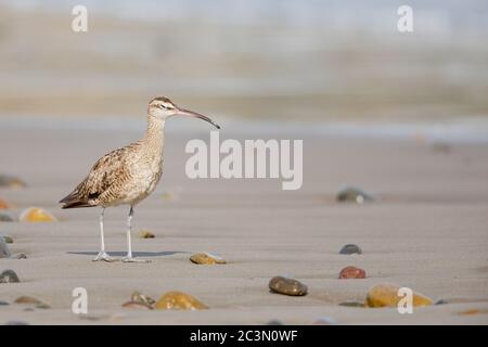 Nahaufnahme eines jungen Vogels mit seinem langen, schlanken Schnabel, der am Ufer läuft Stockfoto