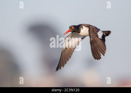 Selektive Fokusaufnahme eines Austernfischer im Flug Stockfoto