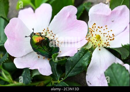 Die schillernde grüne Rose Chafer, Catania aurata, auf seinem bevorzugten Lebensraum einer Hunderose, rosa canina. Stockfoto