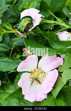 Die schillernde grüne Rose Chafer, Catania aurata, auf seinem bevorzugten Lebensraum einer Hunderose, rosa canina. Stockfoto