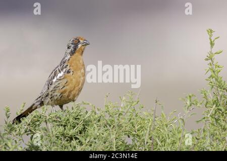 Rufous-angebundene Plantcutter Stockfoto