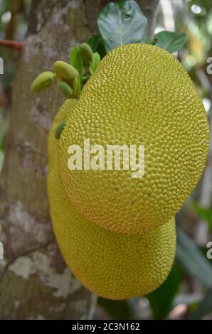 Reife Jackfrucht auf dem Baum im Regenwald des Valle de Mai, Seychellen Stockfoto