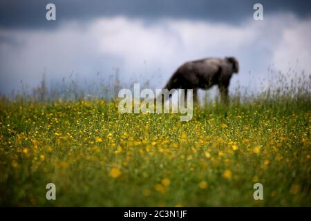 Kaufbeuren, Deutschland. Juni 2020. Ein lama grast auf einer Blumenwiese vor einem Himmel, der teilweise mit Wolken bedeckt ist. Quelle: Karl-Josef Hildenbrand/dpa/Alamy Live News Stockfoto