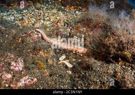 Bärtiger Feuerwurm (Hermodice carunculata) auf vulkanischem Sand im Meeresschutzgebiet Mar de las Calmas (El Hierro, Kanarische Inseln, Atlantik, Spanien) Stockfoto