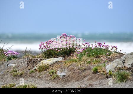 Sea Thrift wächst in Klumpen von hellen rosa Blumen auf Tanybwlch Beachwear Aberystwyth Wales mit dem Meer im Hintergrund Stockfoto