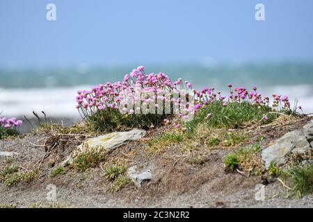 Sea Thrift wächst in Klumpen von hellen rosa Blumen auf Tanybwlch Beachwear Aberystwyth Wales mit dem Meer im Hintergrund Stockfoto