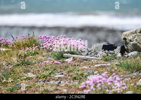 Sea Thrift wächst in Klumpen von hellen rosa Blumen auf Tanybwlch Beachwear Aberystwyth Wales mit dem Meer im Hintergrund Stockfoto