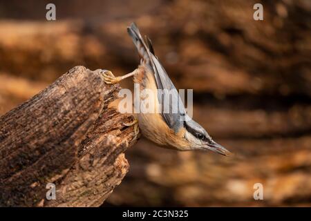 Schön auf Nuthatch Garten Vogel Sitta Europaea im Frühling Sonnenschein auf Ast in Baum Stockfoto