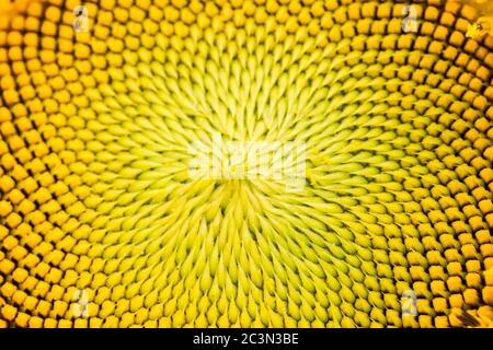 Nahaufnahme der Sonnenblume. Die Samen sind wie fraktal geometrisch angeordnet. Stockfoto