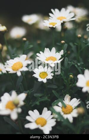 Nahaufnahme von schönen weißen Gänseblümchen Stockfoto
