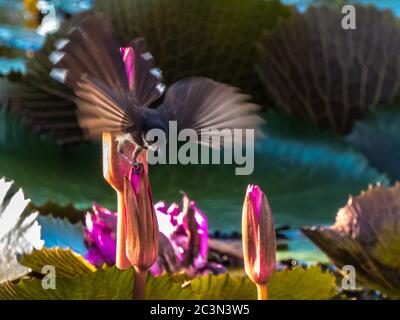 Malaysische Rattenfantel auf Lotus Stockfoto