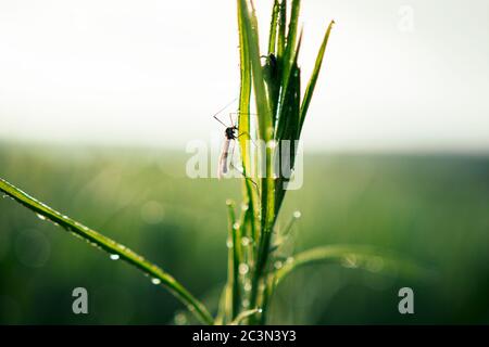 Nahaufnahme von Fliegeninsekt mit langen Beinen auf sattem grünen Gras mit Wassertau Tropfen sitzen Stockfoto