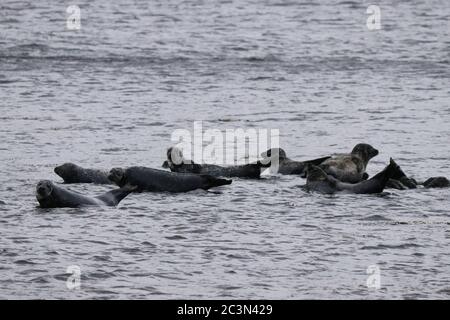 Auf untergetauchten Felsen wurden gewöhnliche Robben (Phoca vitulina) gezogen. Stockfoto