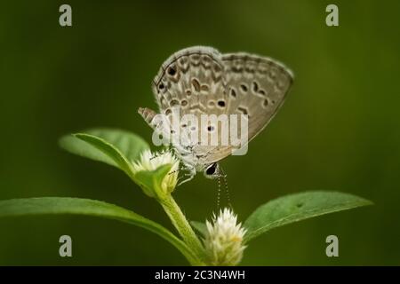 Schöne Schmetterling auf der Blume und saugen Honig - Selektive Fokus der Schmetterling Augen Makro-Fotografie Stockfoto