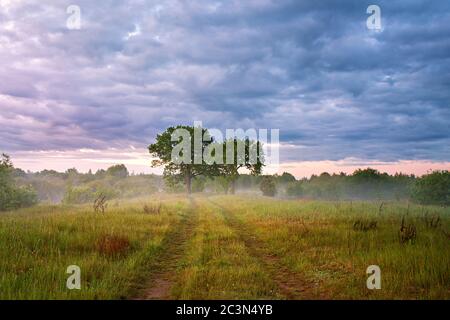 Sommer nebliger Sonnenaufgang auf der Wiese. Landstraße grüne Felder. Zwei große Eichen im Morgennebel. Bewölkt, regnerisch. Weißrussland, Fluss Beresina Stockfoto