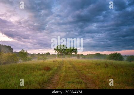 Sommer nebliger Sonnenaufgang auf der Wiese. Landstraße grüne Felder. Zwei große Eichen im Morgennebel. Bewölkt, regnerisch. Weißrussland, Fluss Beresina Stockfoto