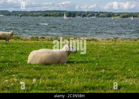 Sheep von Rutland Water, Rutland, England Stockfoto