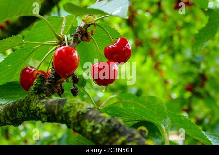 Rote Kirschen mit Regentropfen und Blättern, hängend vom Ast, Ariege, Frankreich Stockfoto