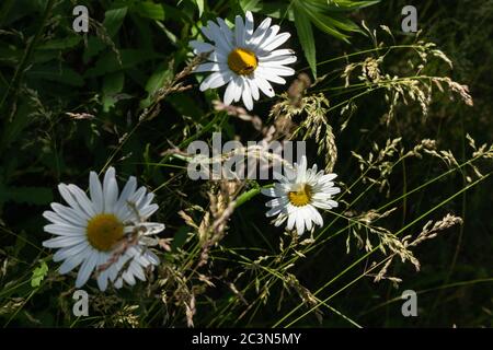 Kamille Blumen drei auf sonnigen Kontrast Hintergrund. Blühende Kraut in der Vielfalt von Gras an heißen Sommertag abgelegt Stockfoto