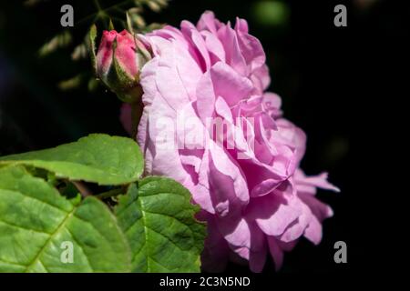 Rosa Rose Rosa odorata, Teesosse auf einem Busch, isoliert auf schwarzem, sonnigen Sommer verschwommen Bokeh Hintergrund. Reich Aroma Garten zarte Blume Stockfoto