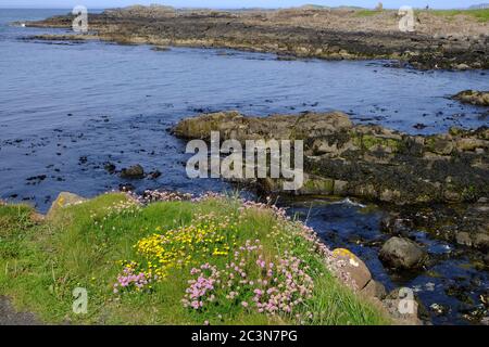 Wilde rosa und gelbe Blumen wachsen entlang der Küste von Ramore Head an der Nordküste Nordirlands, mit Blick auf den Atlantik und felsige Küste Stockfoto