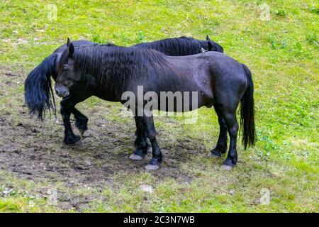 Zwei schwarze Pferde, im Val Merens, Merens Pferde, stehen Nase an Schwanz, um Fliegen fernzuhalten. Stockfoto