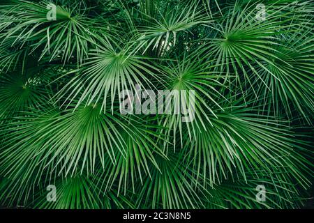 Grüne Palmblätter im Sommer. Natürlicher Hintergrund des grünen tropischen Waldes. Blattkiefernwald-Muster für kreative Designelemente. Monstera delici Stockfoto